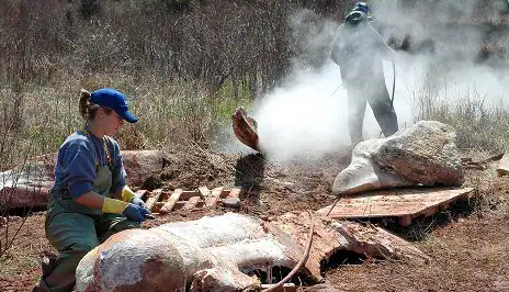 Digitizing Wildlife Surveillance for National Resilience