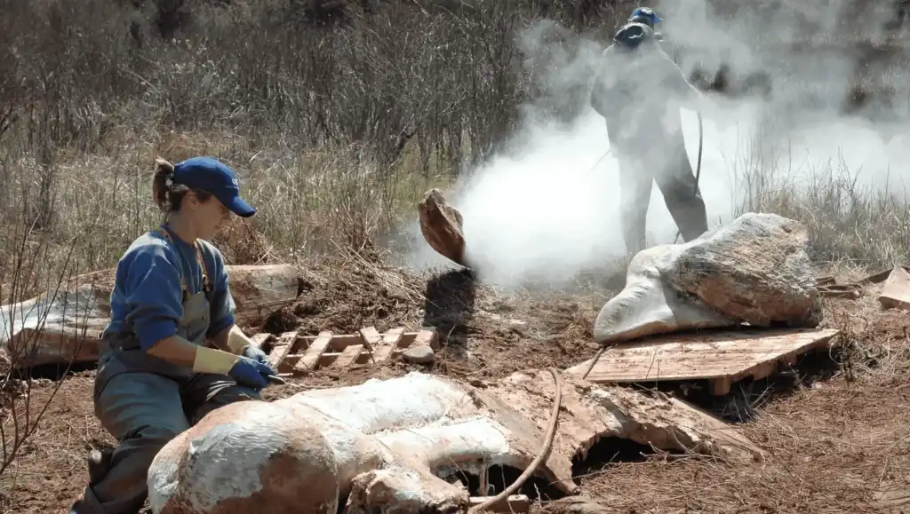 Canadian Wildlife Health Cooperative